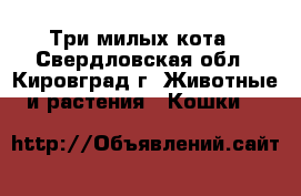 Три милых кота - Свердловская обл., Кировград г. Животные и растения » Кошки   